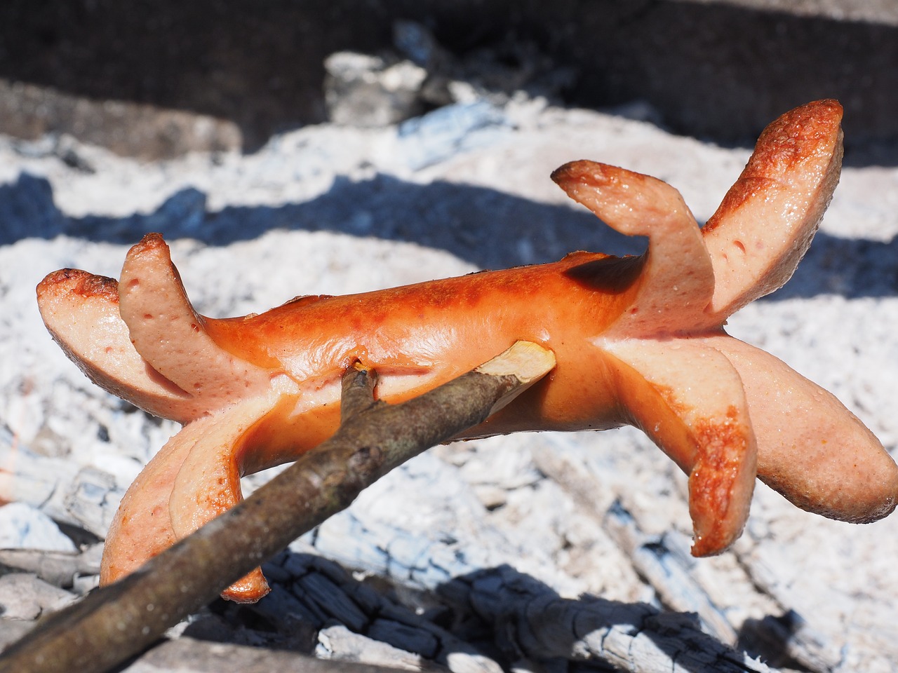 香港公园猴子离奇死 香港公园猴子离奇死