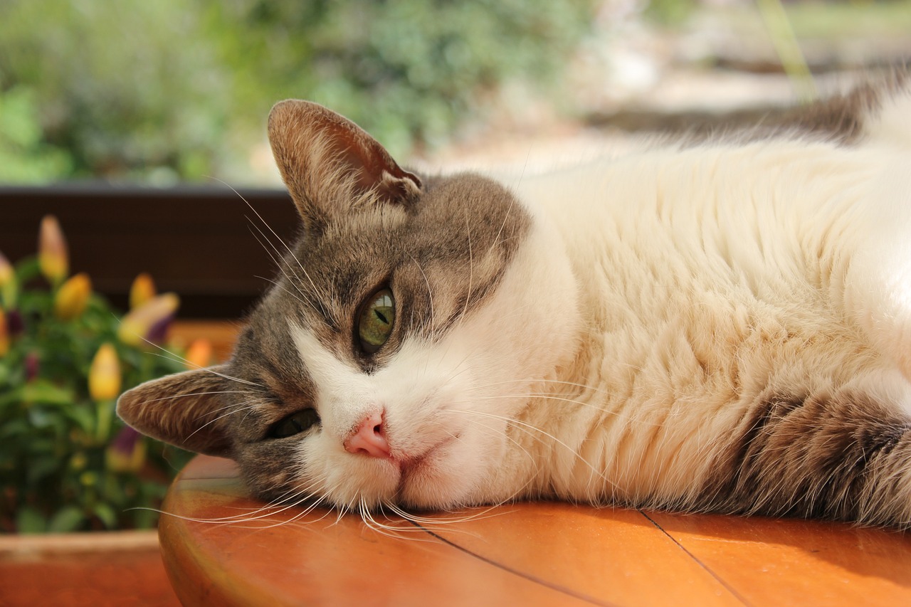 猫的这项能力超婴儿，揭秘猫科动物的独特天赋