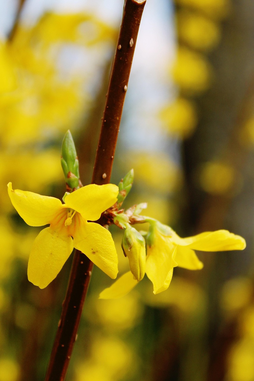 春天，乳腺养护的黄金季节