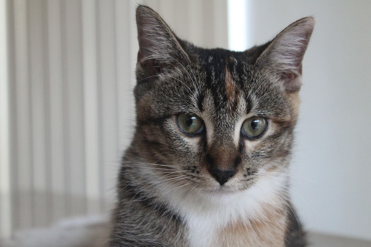 抓娃娃机现活体小猫，一场意料之外的奇迹