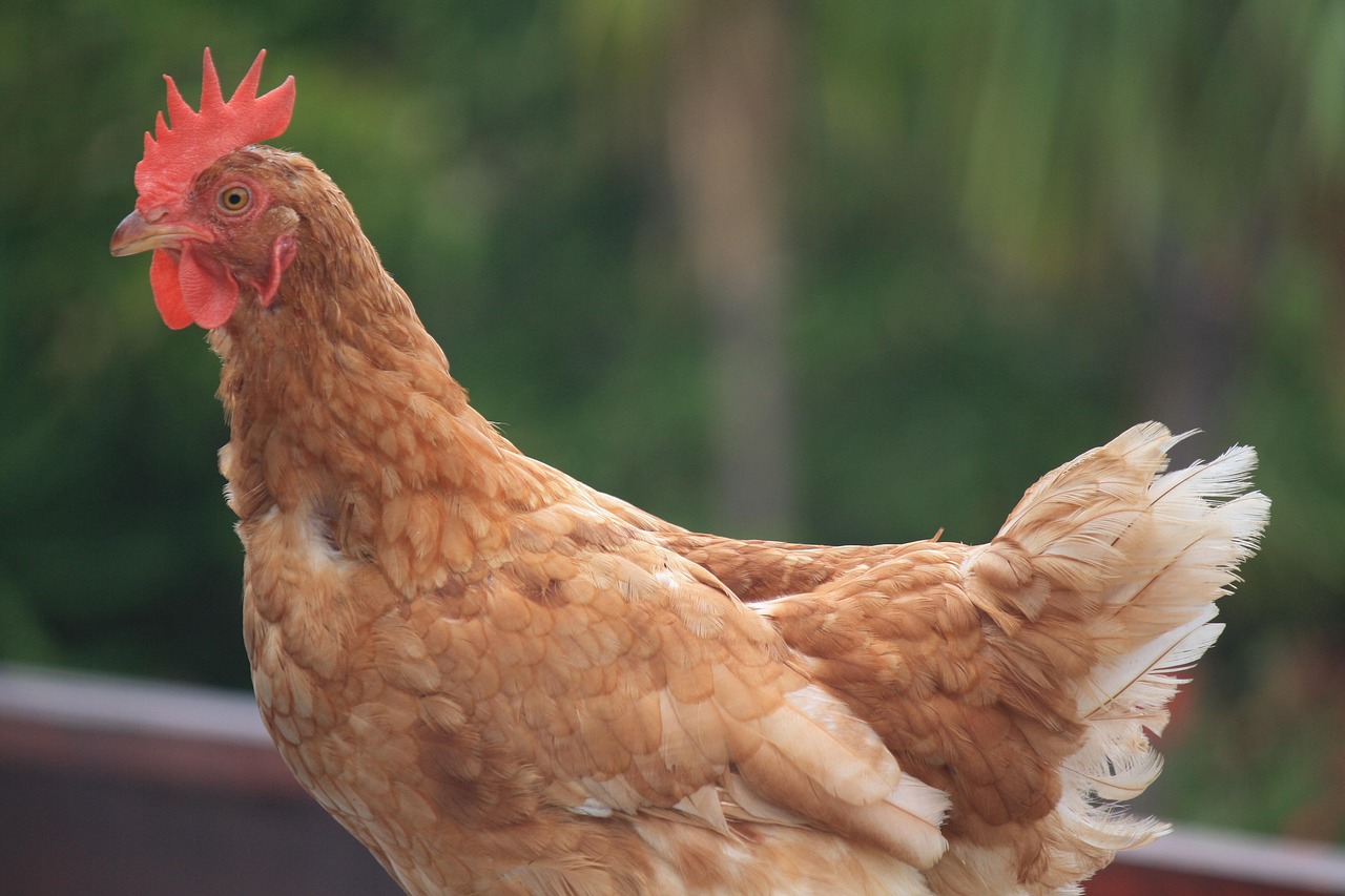 成都疫情新动态,新增1例本土确诊的应对与防控 成都疫情新动态,新增1例本土确诊的应对与防控