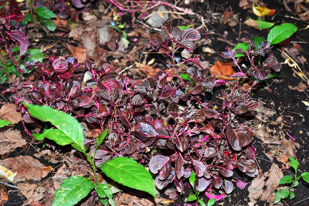 成都疫情最新动态，了解、预防与应对