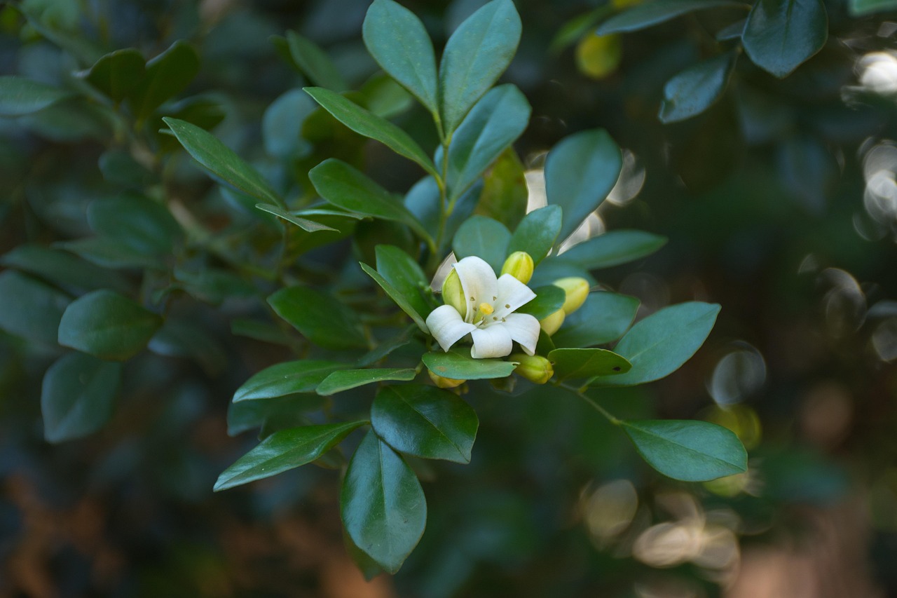 广东疫情动态，今日新增病例分析与防控措施